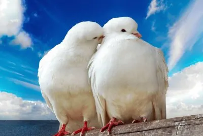 Fotografico-Palomas.