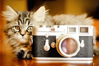 Gatito-JuguetÃ³n-CÃ¡mara