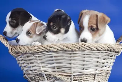 Perros-cachorros-Cesta.