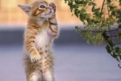 Lindo Gatito