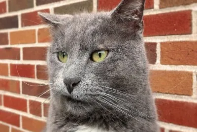 Gato-Cara,Mascota