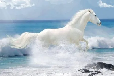 Caballo galopando en la playa