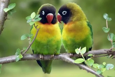 פאזל של Pareja de agapornis
