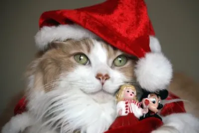 Gato Noel