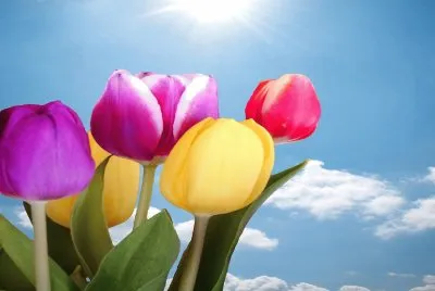 Tulipanes- Primavera, Colorido