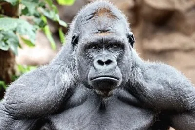 big monkey