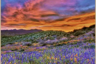 spring in the desert jigsaw puzzle