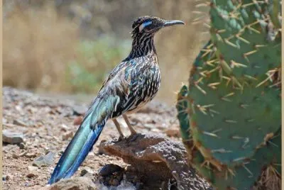 road runner