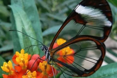 butterfly glass