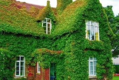 La casa verde-R.U. jigsaw puzzle