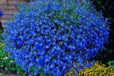 imagens jigsaw puzzle