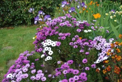 fleurs jigsaw puzzle