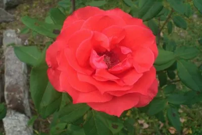 Rosa 2 jigsaw puzzle