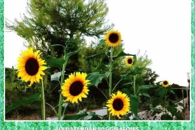 AQUÃ MANDAN LOS GIRASOLES jigsaw puzzle
