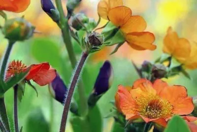 imagens jigsaw puzzle