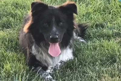 samson jigsaw puzzle