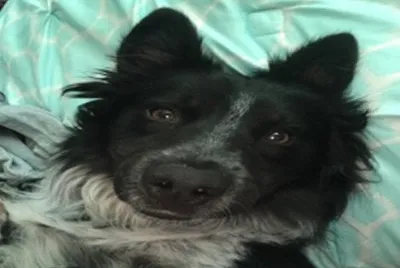 also samson