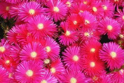 Rayitos de sol jigsaw puzzle