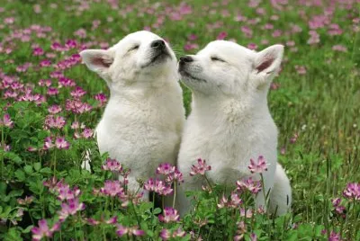 Dos perritos blancos jigsaw puzzle