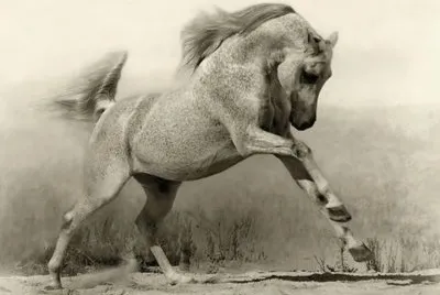 running horse