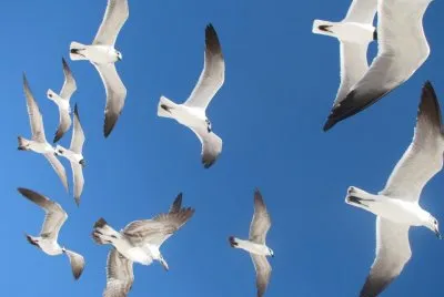 Gaviotas