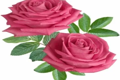 Rosas-Flores