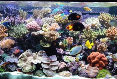 Coral Marinho jigsaw puzzle