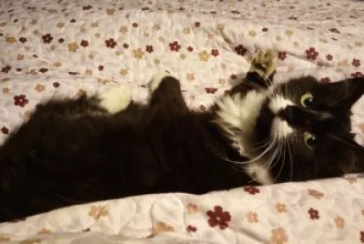 Surprised cat