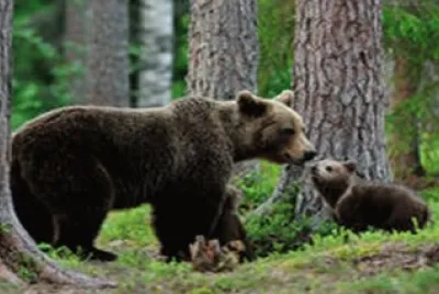 bear-cubs