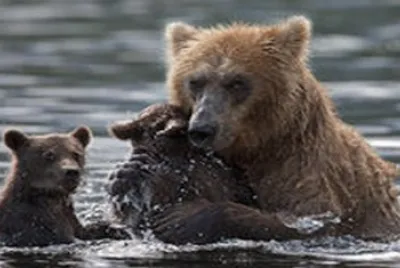bear-female