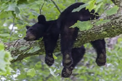 black-bear