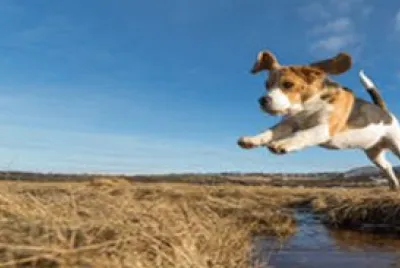 dog-jumping