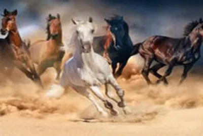 horse-herd