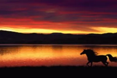 horse-sunset