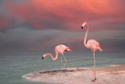 pink-flamingo