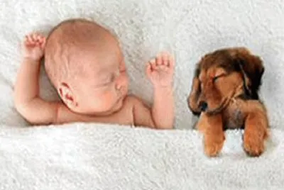 sleeping-baby-puppy jigsaw puzzle
