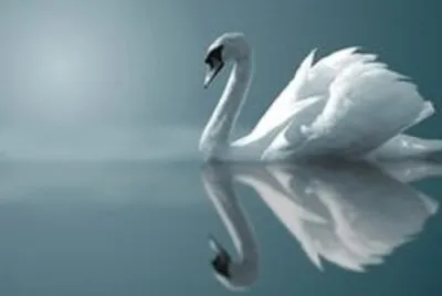 swan