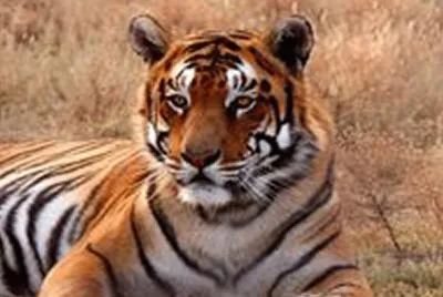 tiger