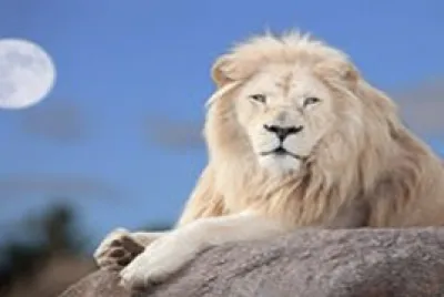white-lion