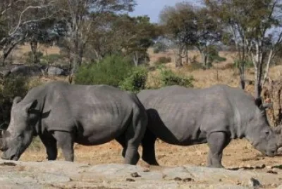 gwf8