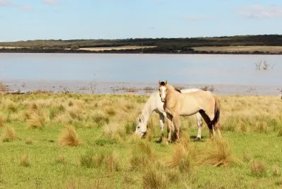 caballos
