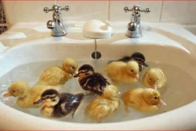 PATITOS