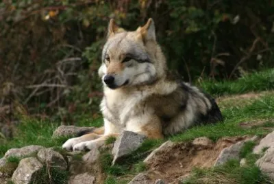 siberian wolf jigsaw puzzle