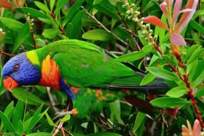 פאזל של parrot
