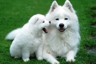 mom#252