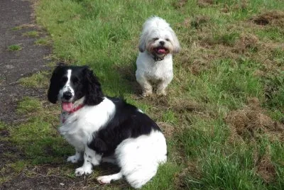 Two tired dogs
