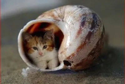 GATO EN CONCHA