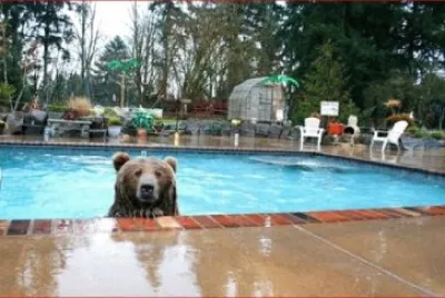 OSO OLIMPICO