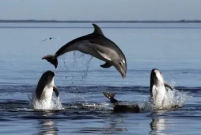 delfines jigsaw puzzle