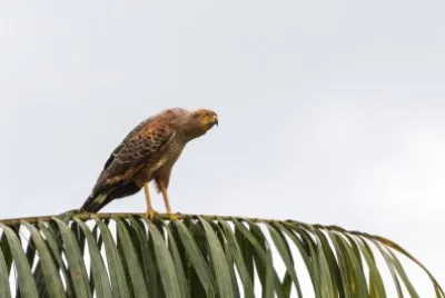 Gavião Caboclo